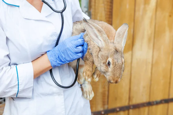 Veterinarian Woman Stethoscope Holding Examining Rabbit Ranch Background Close Bunny — Stock Photo, Image