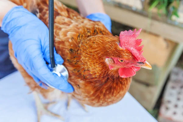 Veterinário Com Estetoscópio Segurando Examinando Frango Fundo Rancho Galinha Mãos — Fotografia de Stock