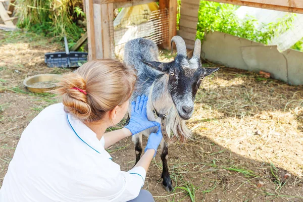 Ung Veterinär Kvinna Med Stetoskop Innehav Och Undersöka Get Ranch — Stockfoto