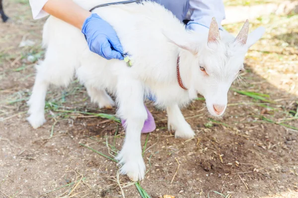 Mladá Veterinární Lékařka Stetoskopem Drží Vyšetřuje Kozí Dítě Ranči Pozadí — Stock fotografie