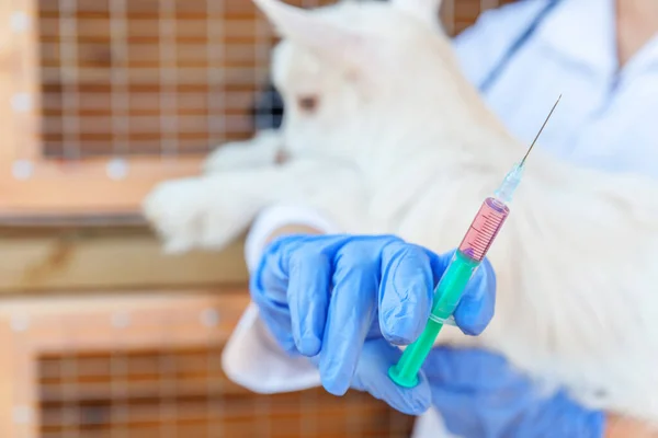 Young veterinarian woman with syringe holding and injecting goat kid on ranch background. Young goatling with vet hands, vaccination in natural eco farm. Animal care and ecological farming concept