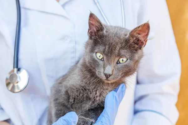 Veterinarian with stethoscope holding and examining gray kitten. Close up of young cat getting check up by vet doctor hands. Animal care and pet treatment concept