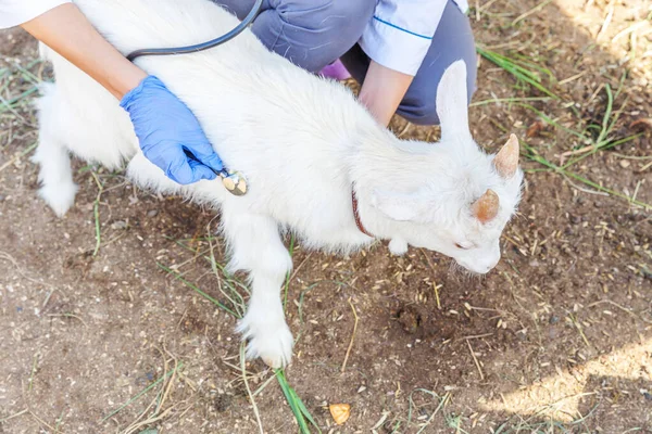 Ung Veterinär Kvinna Med Stetoskop Innehav Och Undersöka Get Unge — Stockfoto