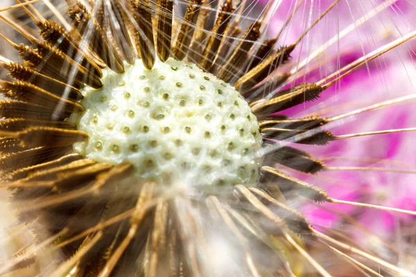 Paardenbloem Zaden Waait Wind Close Extreme Macro Selectieve Focus Verander — Stockfoto