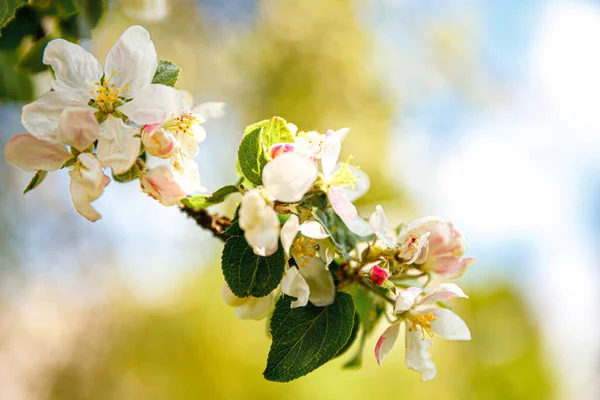 Beautiful White Apple Blossom Flowers Spring Time Background Flowering Apple — Stock Photo, Image