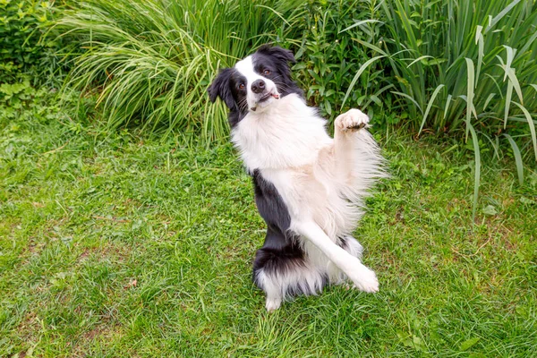 Outdoor Portret Van Schattige Glimlachende Puppy Border Collie Zittend Gras — Stockfoto