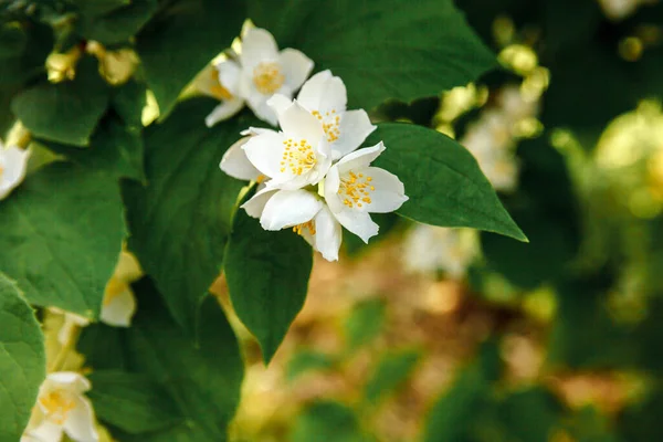 Belles Fleurs Blanches Jasmin Fleurissent Printemps Arrière Plan Avec Buisson — Photo