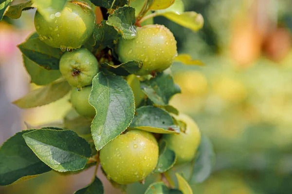 Perfecte Groene Appels Groeien Boom Biologische Appelboomgaard Herfst Herfst Uitzicht — Stockfoto