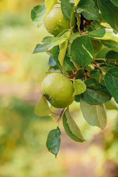 Perfecte Groene Appels Groeien Boom Biologische Appelboomgaard Herfst Herfst Uitzicht — Stockfoto