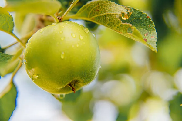 Perfecte Groene Appel Groeit Boom Biologische Appelboomgaard Herfst Herfst Uitzicht — Stockfoto