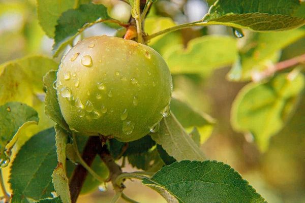 Perfecte Groene Appel Groeit Boom Biologische Appelboomgaard Herfst Herfst Uitzicht — Stockfoto