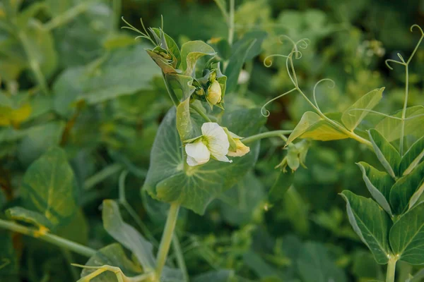 Conceito Jardinagem Agricultura Ervilhas Orgânicas Maduras Verdes Perfeitas Prontas Para — Fotografia de Stock