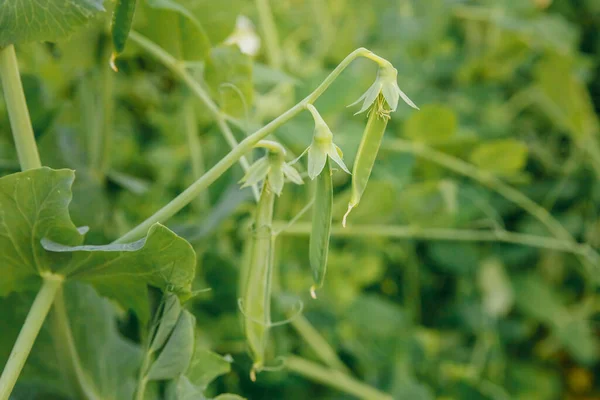 Gardening and agriculture concept. Perfect green fresh ripe organic peas ready to harvesting on branch in garden. Vegan vegetarian home grown food production. Local garden produce clean pea pods