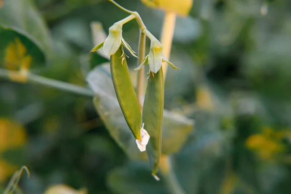 Conceito Jardinagem Agricultura Ervilhas Orgânicas Maduras Verdes Perfeitas Prontas Para — Fotografia de Stock