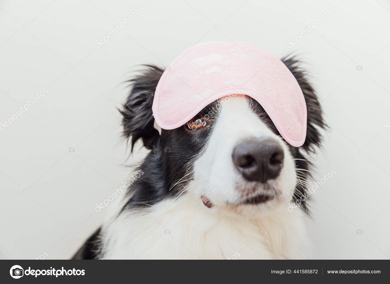 Banco de imagens : branco, cachorro, chapéu, Border collie, Olhos
