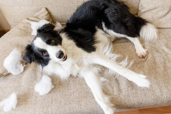 Άτακτος Παιχνιδιάρης Σκύλος Που Συνορεύει Τον Κόλι Μετά Από Σκανταλιάρικο — Φωτογραφία Αρχείου
