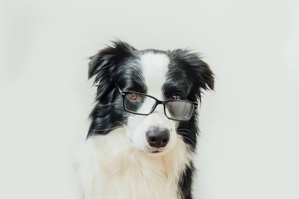 Vtipný Studiový Portrét Usměvavé Štěňátko Ohraničující Kolii Brýlích Izolovaných Bílém — Stock fotografie