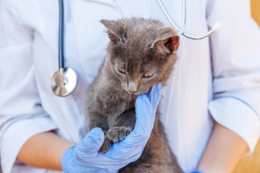 Steteskoplu veteriner. Gri kedi yavrusunu muayene ediyor. Veteriner tarafından kontrol edilen genç kediye yakın çekim. Hayvan bakımı ve hayvan bakımı kavramı