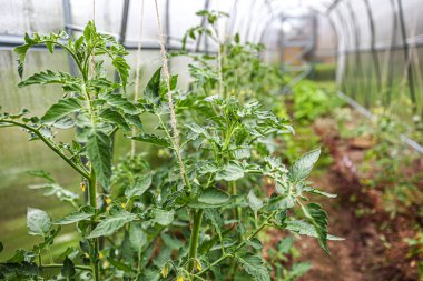 Bahçıvanlık ve tarım kavramı. Serada yetişen organik domatesler. Sera ürünleri. Sebze gıda üretimi