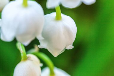 Çiçekler vadideki güzel zambak kokusu ya da yumuşak güneş ışığı altındaki nilüferler. İlham verici doğal çiçek açan bahçe ya da park. Baharda ya da yazın bahçe. Açan ekoloji doğa kavramı