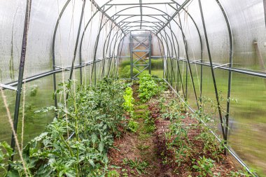 Bahçıvanlık ve tarım kavramı. Serada yetişen organik domatesler. Sera ürünleri. Sebze gıda üretimi