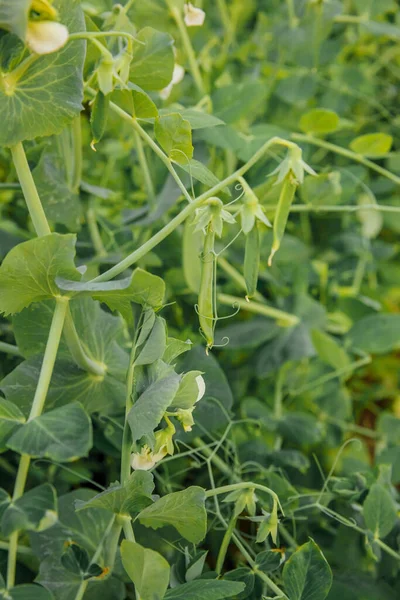 Gardening and agriculture concept. Perfect green fresh ripe organic peas ready to harvesting on branch in garden. Vegan vegetarian home grown food production. Local garden produce clean pea pods