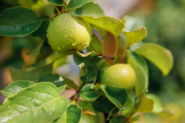 Perfecte Groene Appels Groeien Boom Biologische Appelboomgaard Herfst Herfst Uitzicht — Stockfoto