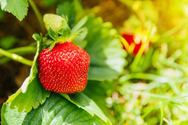 Çilek bitkisinin endüstriyel yetiştirilmesi. Yazlık bahçe yatağında olgun kırmızı meyveli çilek. Çiftlikte böğürtlen yetiştirmek doğaldır. Çevresel sağlıklı organik gıda bahçıvanlığı kavramı