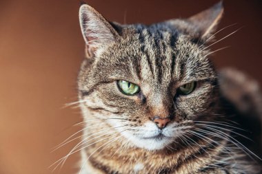 Koyu kahverengi arka planda poz veren kibirli kısa saçlı tekir kedi. Küçük kedi yavrusu evde oynayan sevimli bir aile üyesi. Hayvan bakımı ve hayvan sağlığı konsepti. Boşluğu kopyala