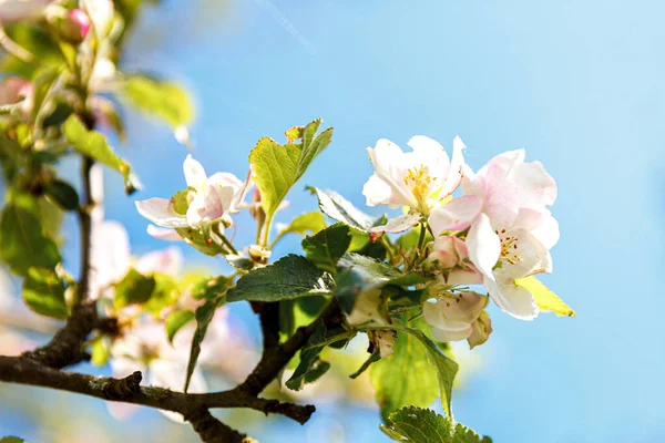 Gyönyörű Fehér Almavirág Tavasszal Háttér Virágzó Almafa Inspiráló Természetes Virágos — Stock Fotó