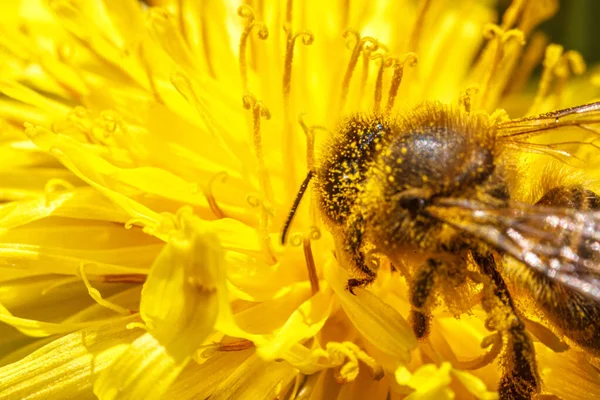 Abeja Miel Cubierta Con Néctar Bebida Polen Amarillo Polinizando Flor — Foto de Stock