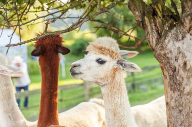 Şirin alpaka, yaz günü çiftlikte rahatlayan komik yüzlü. Doğal eko çiftliğindeki çayırlarda otlayan yerli alpakalar, kırsal arka plan. Hayvan bakımı ve ekolojik tarım kavramı