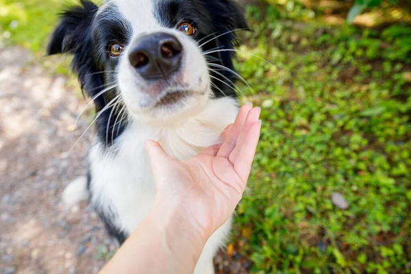 Donna Mano Accarezzando Cucciolo Cane Confine Collie Nel Giardino Estivo — Foto Stock