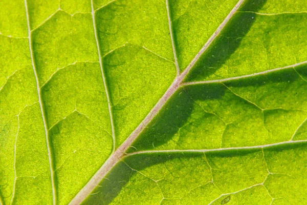 Closeup Extrema Macro Textura Vista Folha Madeira Verde Folha Árvore — Fotografia de Stock