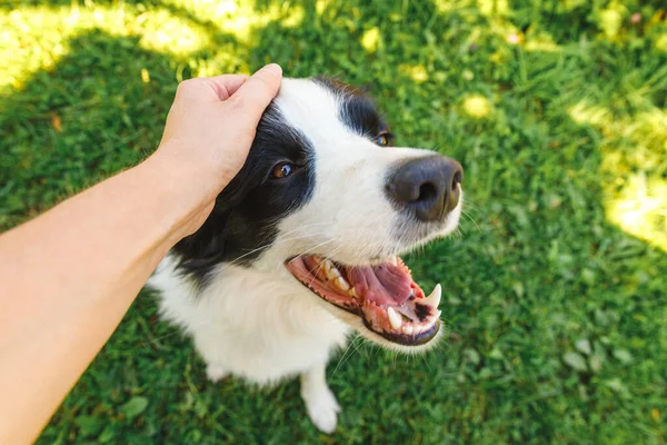 Donna Mano Accarezzando Cucciolo Cane Confine Collie Nel Giardino Estivo — Foto Stock