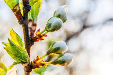 Baharda güzel beyaz kiraz çiçeği sakura tomurcukları. Çiçek açan kiraz ağacının doğası. İlham verici doğal çiçek açan bahçe ya da park. Seçici odak