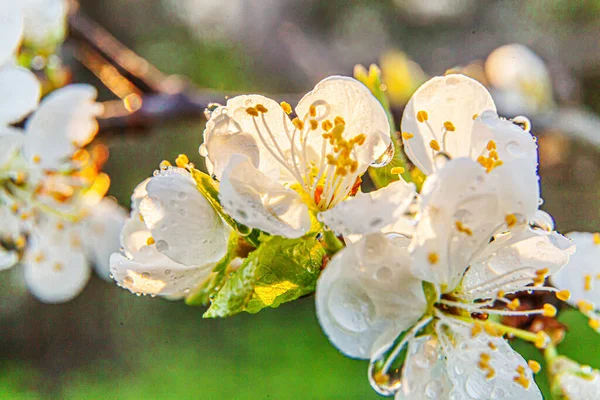 Belle Fleur Cerisier Blanc Fleurs Sakura Macro Fermer Printemps Fond — Photo