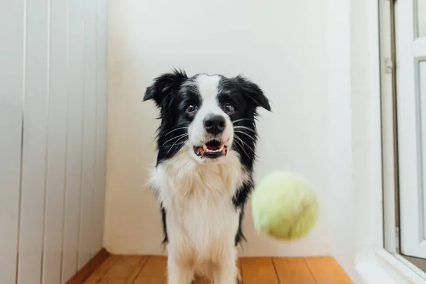 可愛い笑顔の子犬犬の国境コリーの面白いポートレート口の中でおもちゃのボールを保持 所有者と一緒に遊んで自宅で家族の小さな犬の新しい素敵なメンバー 家のコンセプトでペットの活動とゲーム — ストック写真
