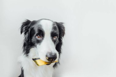 Beyaz arka planda izole edilmiş altın rengi banka kredi kartını elinde tutan şirin köpek yavrusu sınır köpeği çoban köpeği. Köpek yavrusu gözlü komik suratlı küçük köpek internette satış bekliyor. Alışveriş bankacılığı finans kavramı