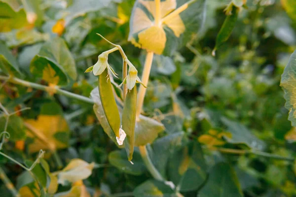 Conceito Jardinagem Agricultura Ervilhas Orgânicas Maduras Verdes Perfeitas Prontas Para — Fotografia de Stock