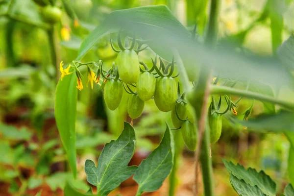 Conceito Jardinagem Agricultura Tomates Orgânicos Crescendo Estufa Produção Estufas Produção — Fotografia de Stock