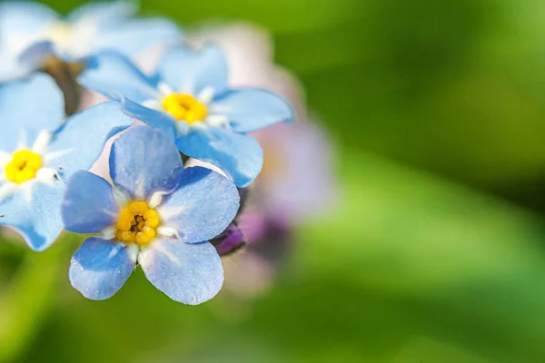 Beautiful Wild Forget Myosotis Flower Blossom Flowers Spring Time Close — Stock Photo, Image