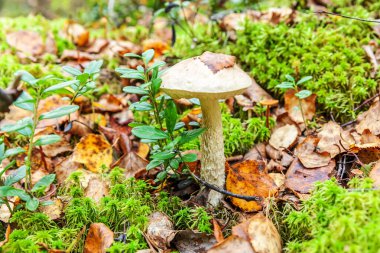 Yenebilir küçük mantar, kahverengi başlıklı Penny Bun leccinum ve yosun güz ormanı arka planında. Doğal ortamda mantar. Büyük mantar makrosu yakın çekim. İlham verici doğal yaz ya da sonbahar manzarası