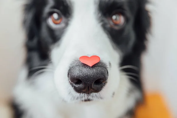 St. Valentines Day concept. Funny portrait cute puppy dog border collie holding red heart on nose on white background. Lovely dog in love on valentines day gives gift. — Stock Photo, Image