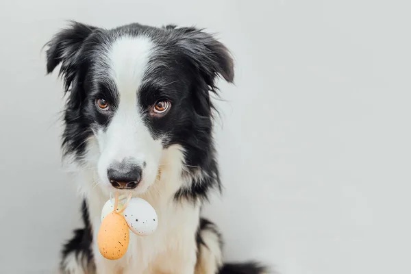 Veselé Velikonoce. Příprava na dovolenou. Roztomilé štěně pes hranice kolie drží velikonoční barevné vejce v ústech izolované na bílém pozadí. Jarní přání. — Stock fotografie