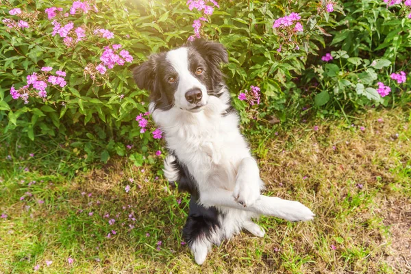 Ritratto All Aperto Carino Sorridente Collie Bordo Cucciolo Seduto Sfondo — Foto Stock