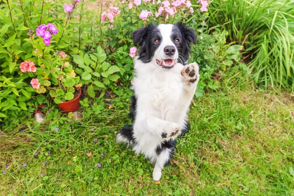 Ritratto All Aperto Carino Sorridente Collie Bordo Cucciolo Seduto Sfondo — Foto Stock