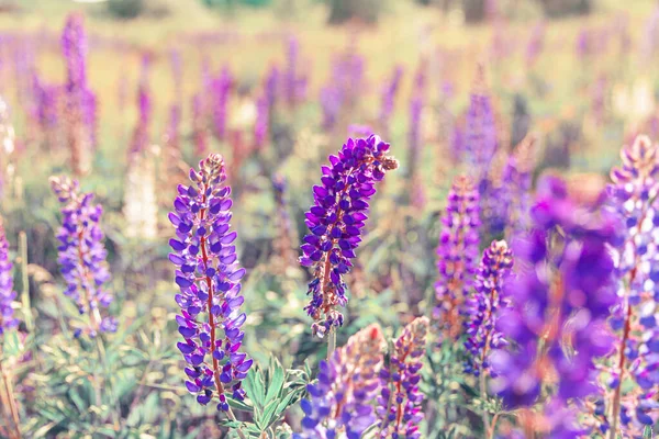 Belle Floraison Fleurs Lupin Printemps Champ Lupins Plantes Fond Violet — Photo