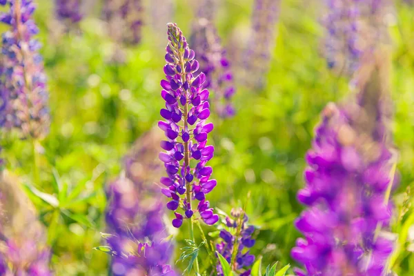 Vackra Blommande Lupinblommor Våren Fält Lupiner Växter Bakgrund Violetta Vilda — Stockfoto