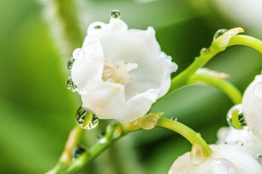 Çiçekler güzel vadi zambakları ya da yağmurdan sonra damlacıklar gibi kokar. İlham verici doğal çiçek açan bahçe ya da park. Baharda ya da yazın bahçe. Açan ekoloji doğa kavramı